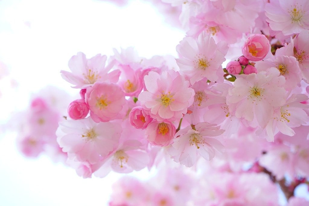 Les tendances actuelles pour un jardin moderne et accueillant